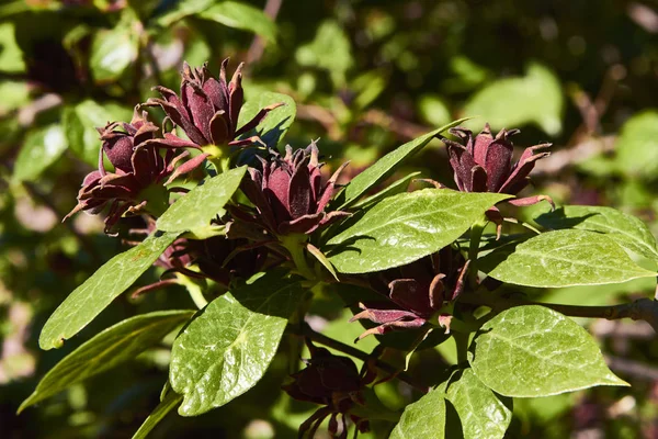 Dark brown flower in Botanic Garden
