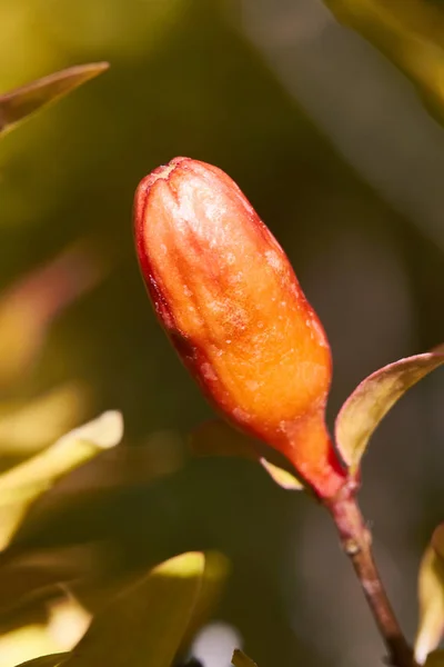 Flor de laranja no Jardim Botânico — Fotografia de Stock