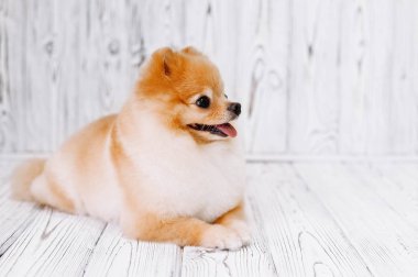 Küçük Pomeranian köpek damat sonra yatıyor