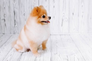 Damat sonra köpek yavrusu Spitz