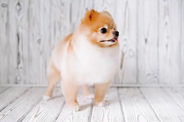 Grooming puppy Spitz — Stock Photo, Image
