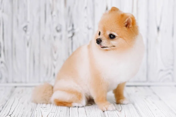 Pequeño cachorro de Pomerania sentado —  Fotos de Stock