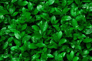 Funda dağ muşmulası lucidus doku