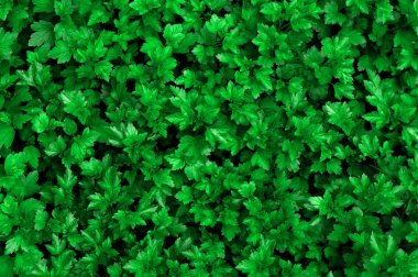 Physocarpus bir engel