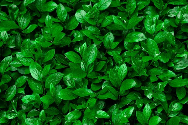 Funda dağ muşmulası lucidus doku