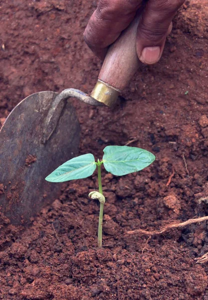 Handbepflanzung von Sämlingen - Nahaufnahme, wachsendes Ernährungskonzept — Stockfoto