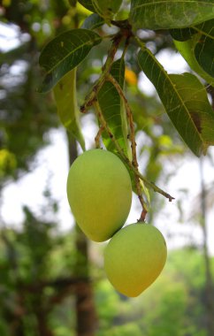 Genç mango ağacı üzerinde.