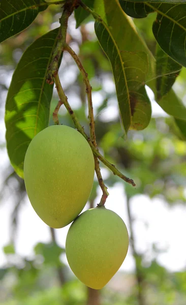 Mango ağacı üzerinde