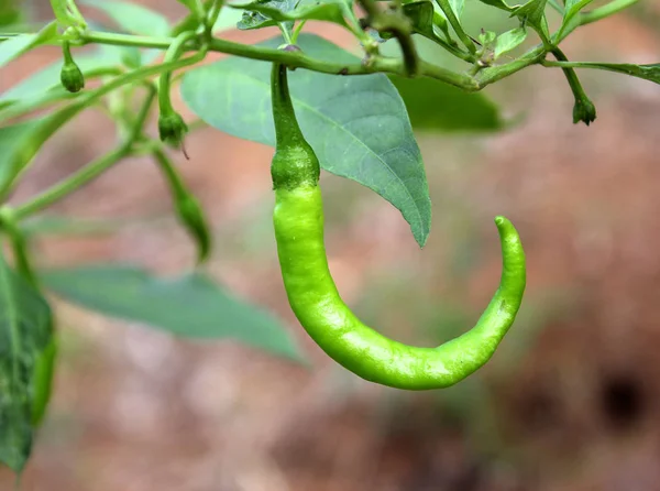 Pimentas verdes maduras no jardim da planta com luz solar . — Fotografia de Stock