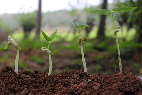 Fasulye tohum çimlenme farklı aşamalarında doğa arka plan üzerinde
