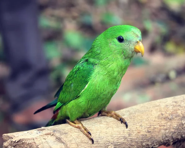 Jovem papagaio verde em um ramo na floresta — Fotografia de Stock