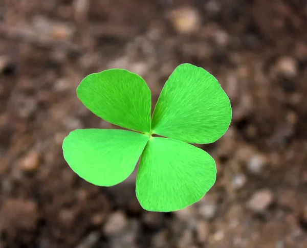 Green four-leaf clover leaf isolated