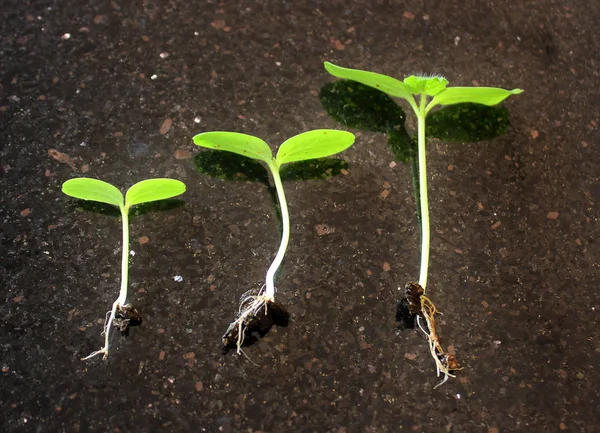 시퀀스는 식물의 성장 — 스톡 사진