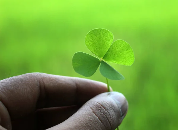 Hand holding a green clover leaf with blur background . soft foc — Stock Photo, Image