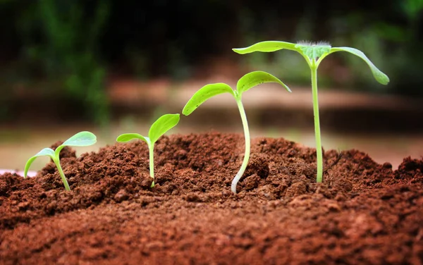 Agriculture. Growing plants. Plant seedling. Hand nurturing and — Stock Photo, Image