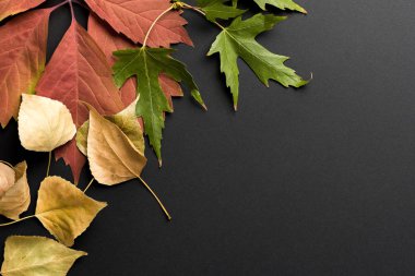 güzel sonbahar arka plan