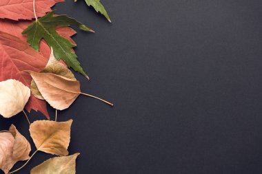 güzel sonbahar arka plan