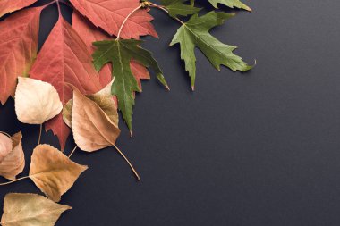 güzel sonbahar arka plan