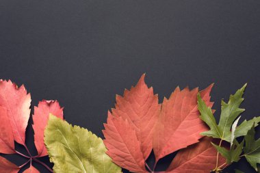 güzel sonbahar arka plan