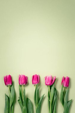 Yeşil arka planda bahar mor laleleri.