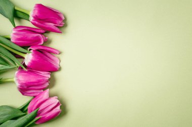 Yeşil arka planda bahar mor laleleri.