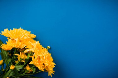 Güzel turuncu kasımpatılar mavi arka planda yatar..