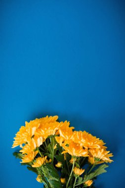 Güzel turuncu kasımpatılar mavi arka planda yatar..