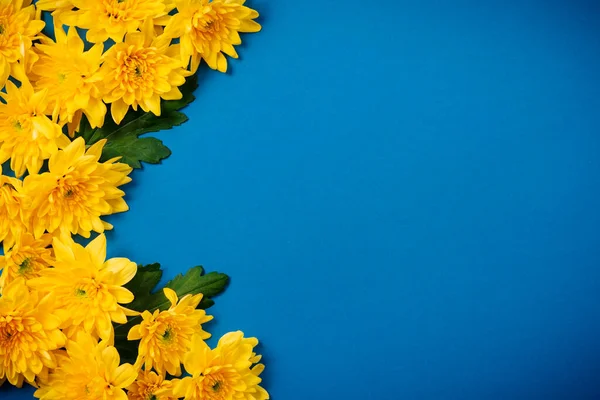 Schöne orangefarbene Chrysanthemen liegen auf blauem Hintergrund. Stockbild