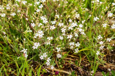 Kır çiçekleri, makro, yakın
