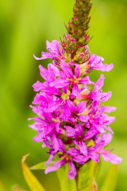 Kır çiçekleri, makro, yakın