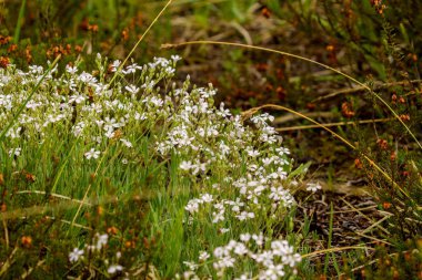 Kır çiçekleri, makro, yakın