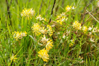 Kır çiçekleri, makro, yakın