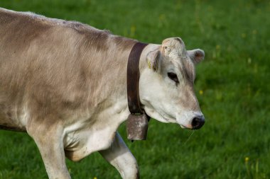 Alp inekler dağ çayır üzerinde otlatma