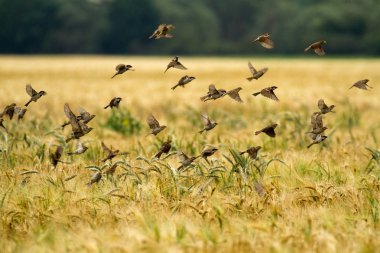 Rye küçük kuşlar
