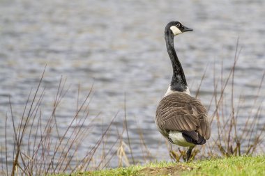 Kanada goosegoose Avrupa sukuşu tercih göllerde yaşayan bir femalelarge baştan çıkarmaya çalışır