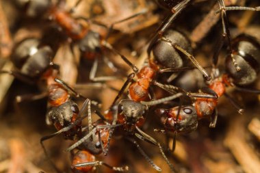 Karıncalar-karıncalar anthillants üzerinde ana sayfa kış saati için hazırlamak.
