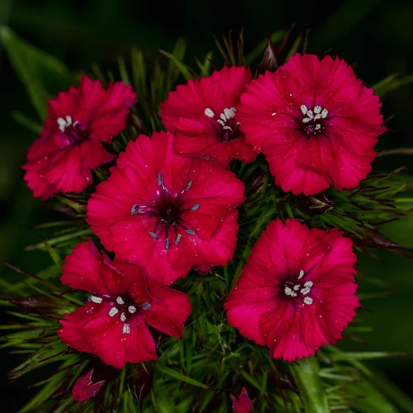 Wilde Bloemen Macro Close — Stockfoto