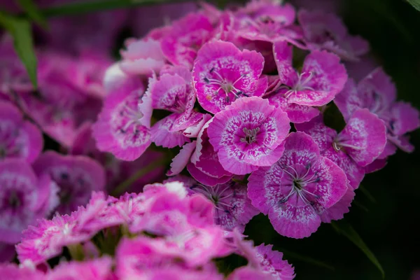 Flores Silvestres Macro Close — Fotografia de Stock