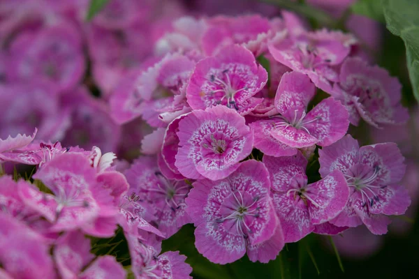 Wilde Bloemen Macro Close — Stockfoto