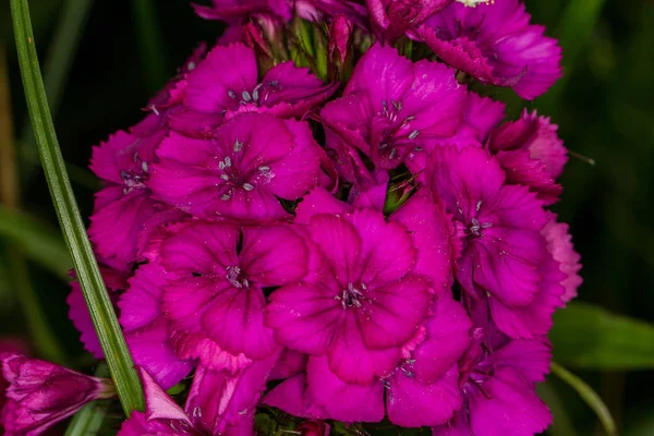 Flores Silvestres Macro Close — Fotografia de Stock