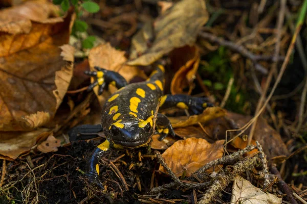 Salamandra Między Liśćmi — Zdjęcie stockowe