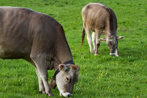 Alpine Cows Grazing Mountain Meadows — Stock Photo, Image