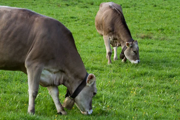 Sapi Alpen Merumput Padang Rumput Pegunungan — Stok Foto