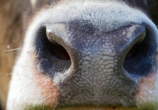 Sapi Alpen Merumput Padang Rumput Pegunungan — Stok Foto