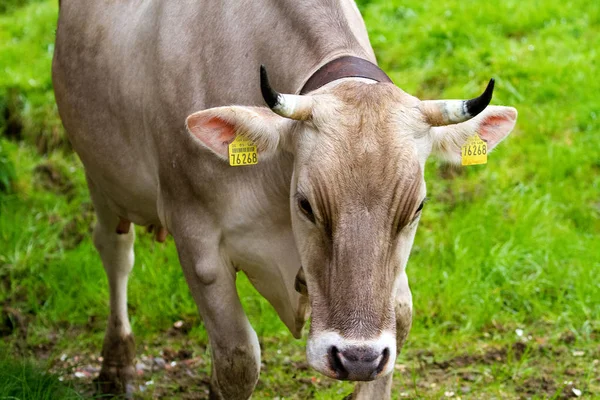 Vacas Alpinas Pastando Prados Montaña —  Fotos de Stock