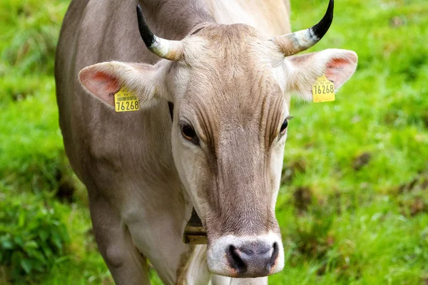 Vacas Alpinas Pastando Prados Montanha — Fotografia de Stock