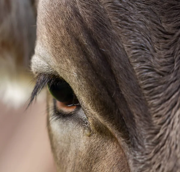 Vacas Alpinas Pastando Prados Montaña —  Fotos de Stock