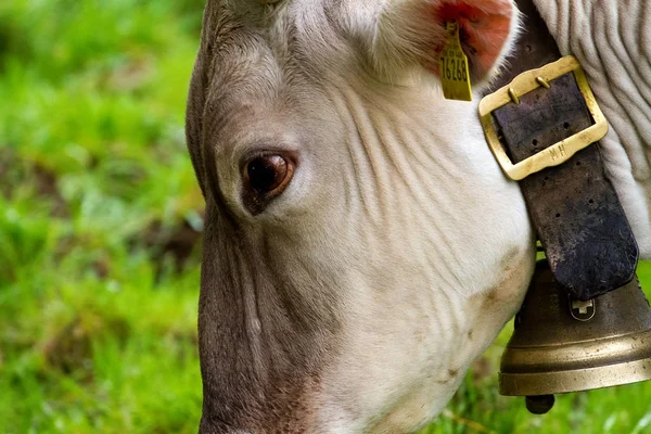 Sapi Alpen Merumput Padang Rumput Pegunungan — Stok Foto