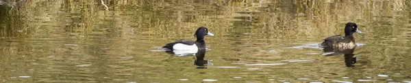 Enten Gleiten Vor Dem Winter Gemeinsam Wasser Und Warten Auf — Stockfoto