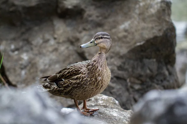 Patos Deslizando Juntos Água Antes Inverno Esperando Algo Para Comer — Fotografia de Stock